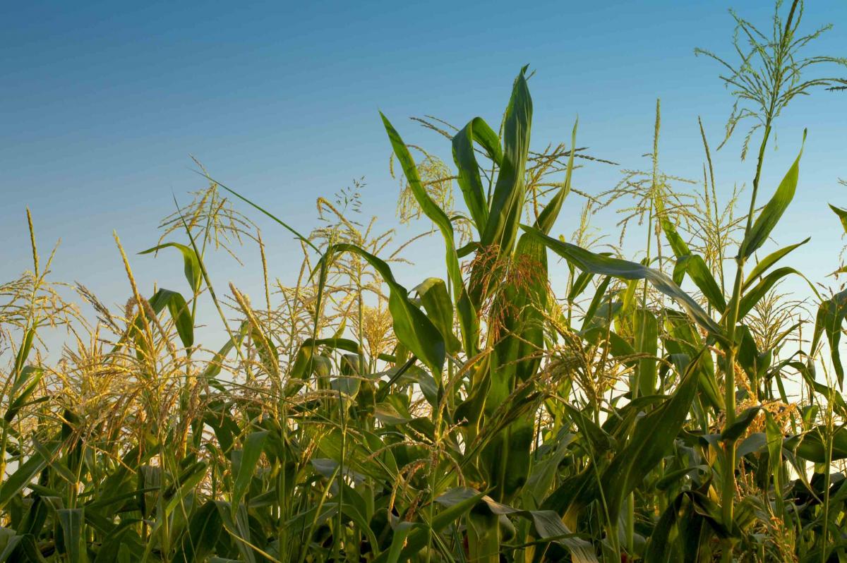 Agriculture Low Res